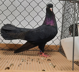 Orientalischer Roller